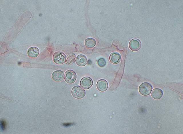 Lyophyllum  helvella  (Boudier)  Clmenon